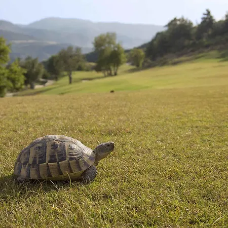 Ege Golf Ağaçlı